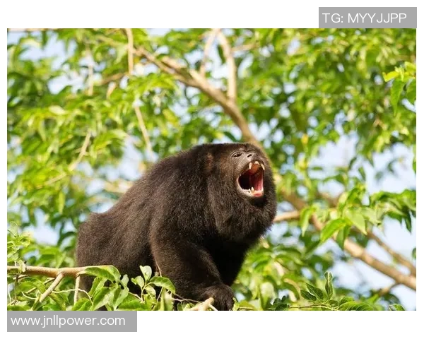 悉尼狮吼与布里班狮吼的精彩对决谁将赢得这场激烈的较量
